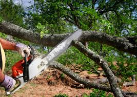 Best Tree Maintenance Programs  in Gerber, CA